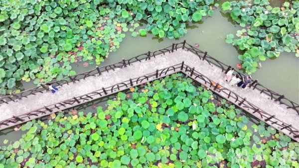 319策略 小微水体变景区 荷花湿地引客来