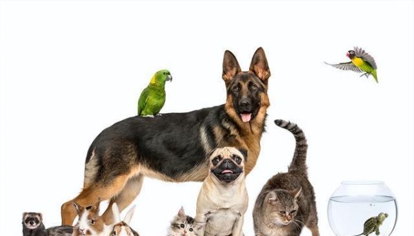 倍倍网 家有萌猫，慎选室友！揭秘五种不宜与猫咪共处的动物及其相处之道