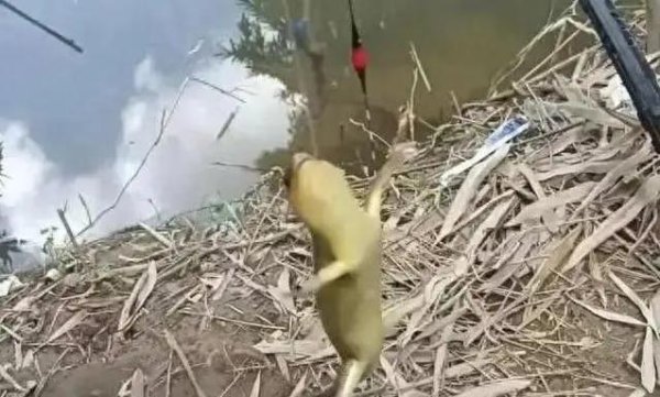 龙辉配资 钓鱼钓到四脚怪兽，比壁虎大十倍，竟是国宝级动物？